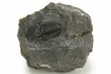 Detailed Proetid (Gerastos) Trilobite Fossil - Morocco #325836-3